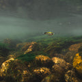p2652320